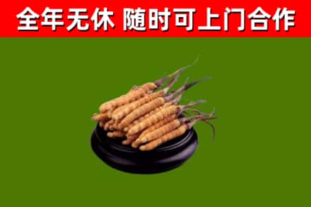 神湾镇回收冬虫夏草