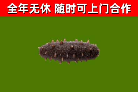 神湾镇回收海参干